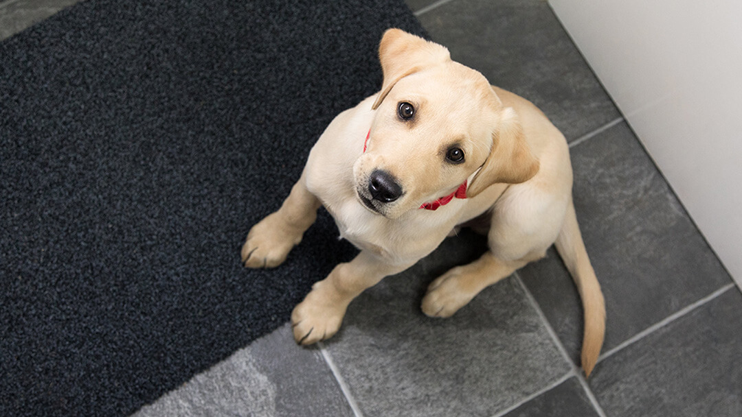 Dog Begging Why Do Dogs Beg How to Stop It Purina